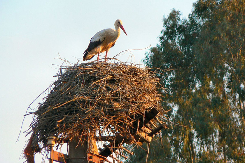 estate nature