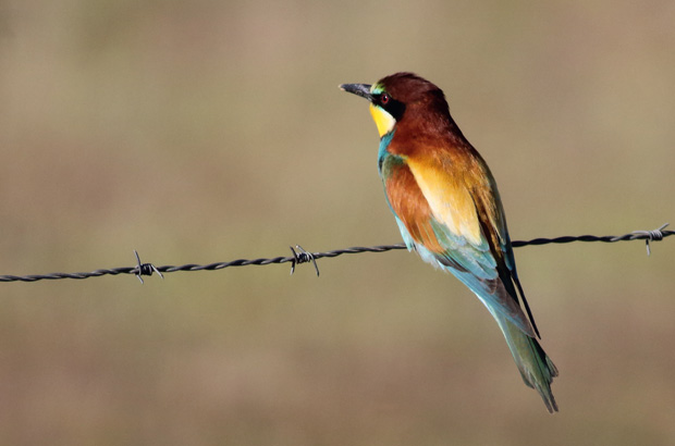 birding