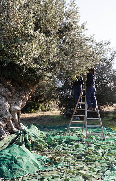 olive picking
