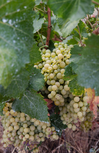 grapes