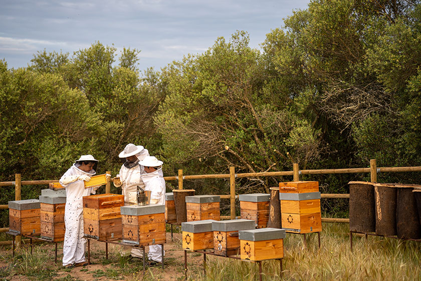 honey bees