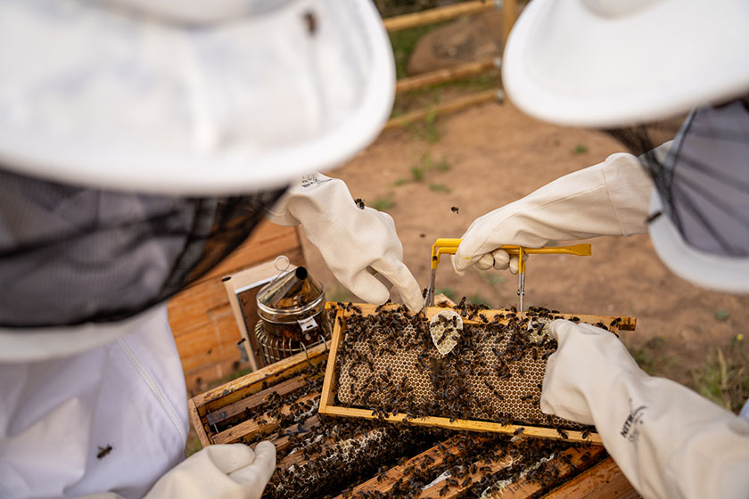 hive