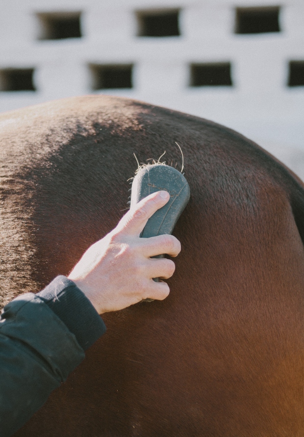 horse care