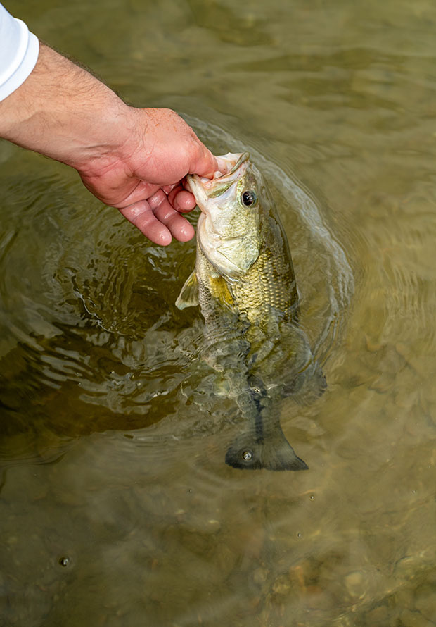 fish