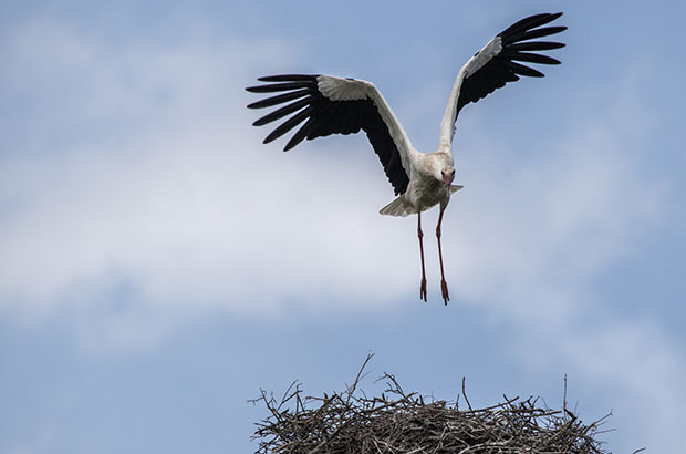 bird