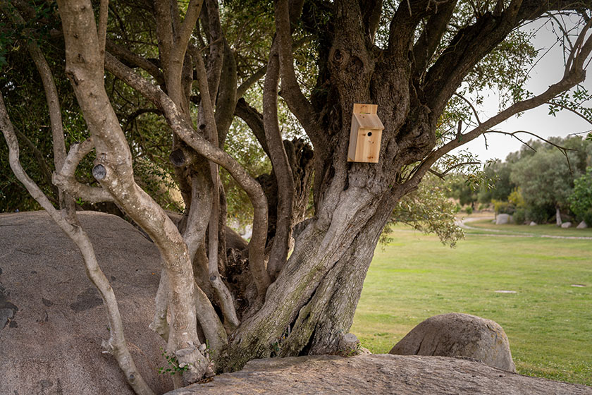 passaros do Alentejo