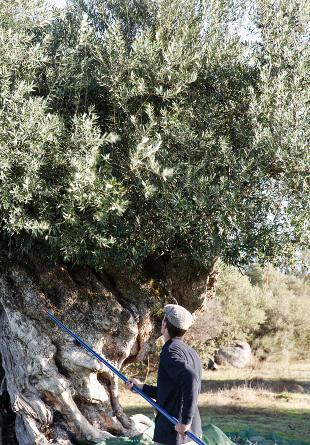 olive picking