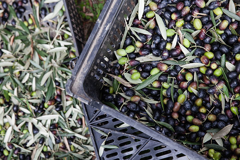 olives