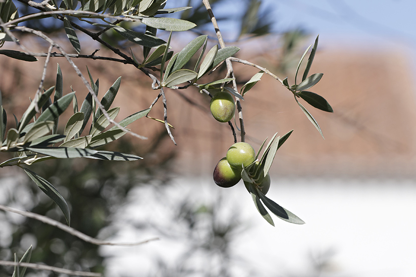 olives