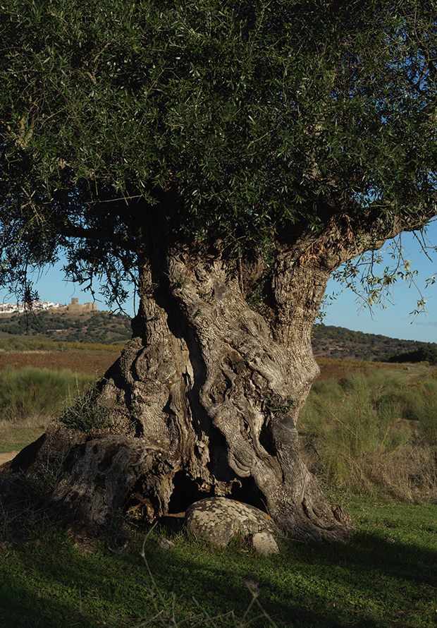 olive tree