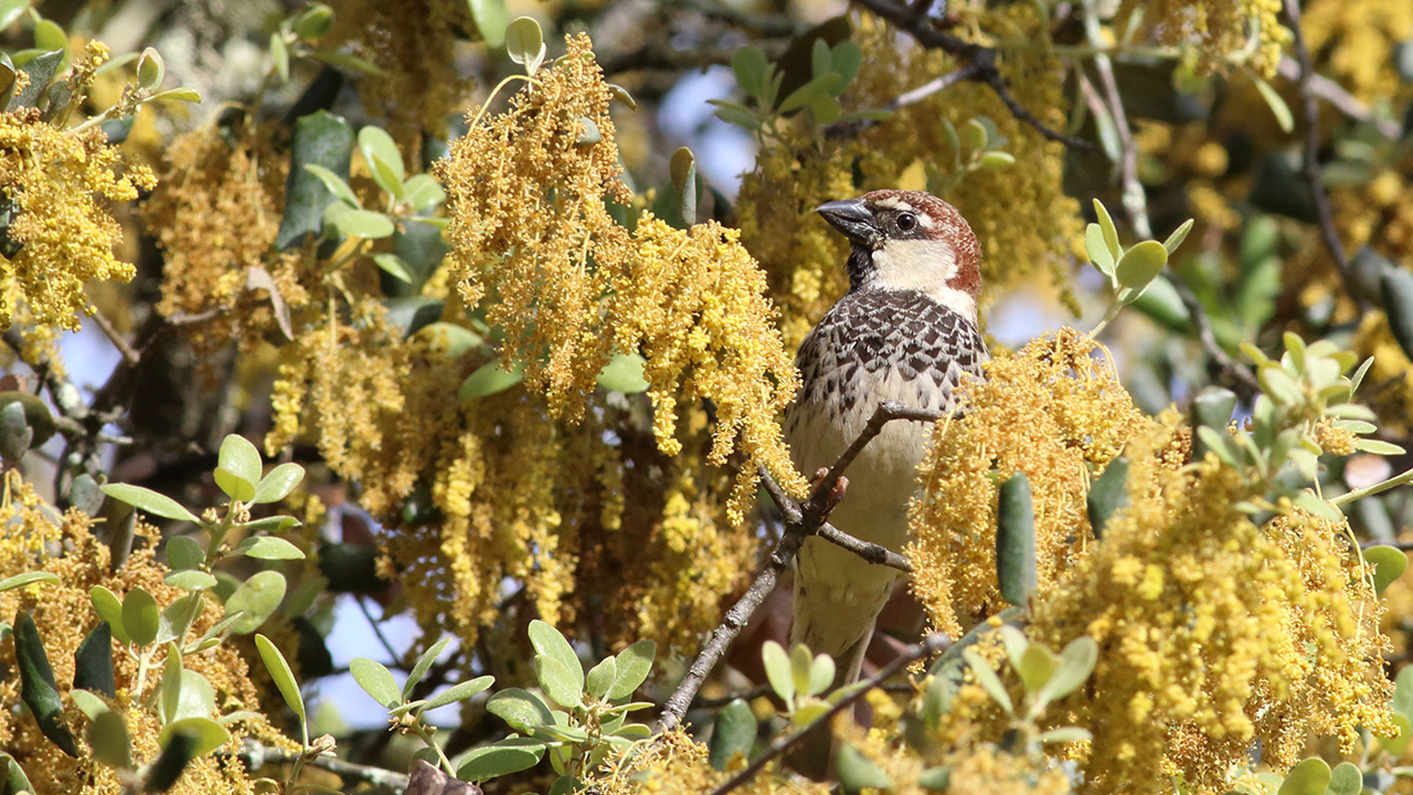 bird in landscape