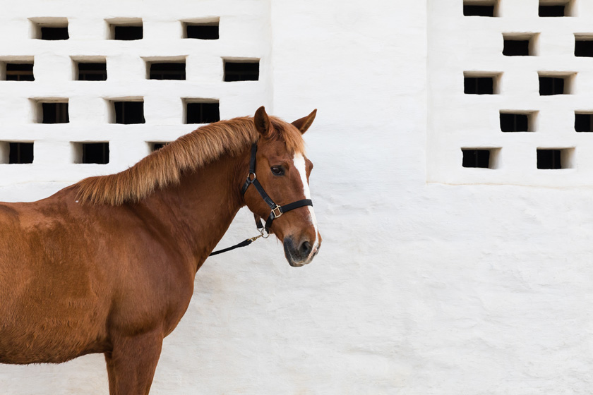 horse