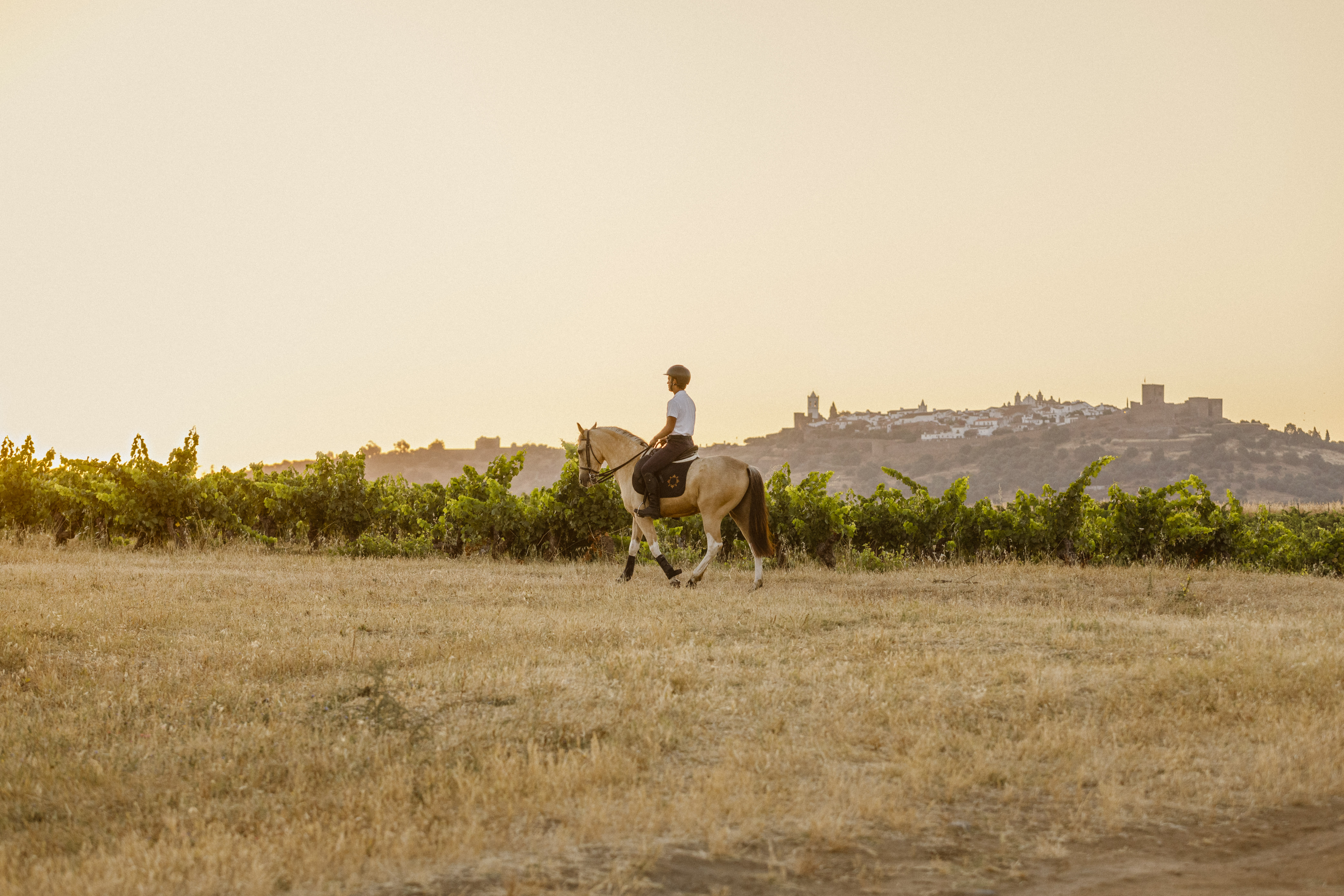 Vineyards