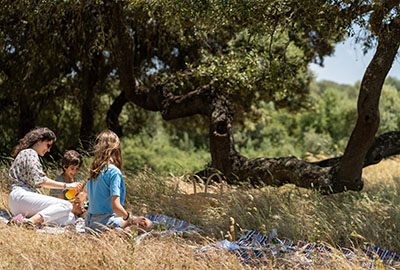 Picnics