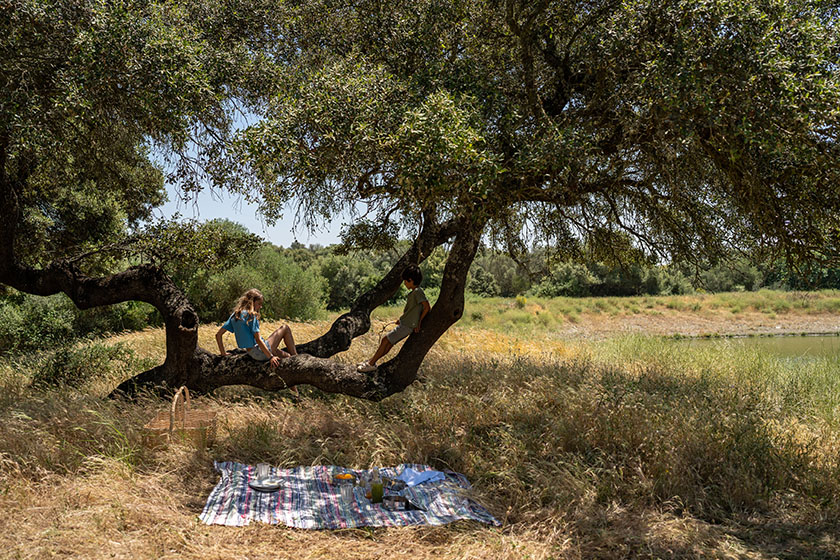 Picnic