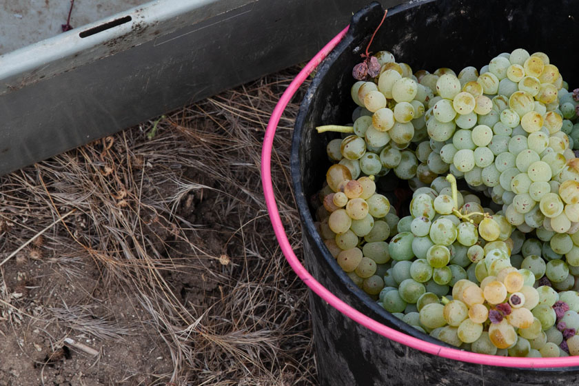 grape bucket