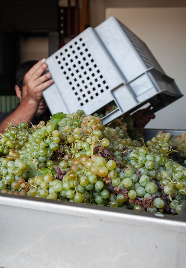 grape basket