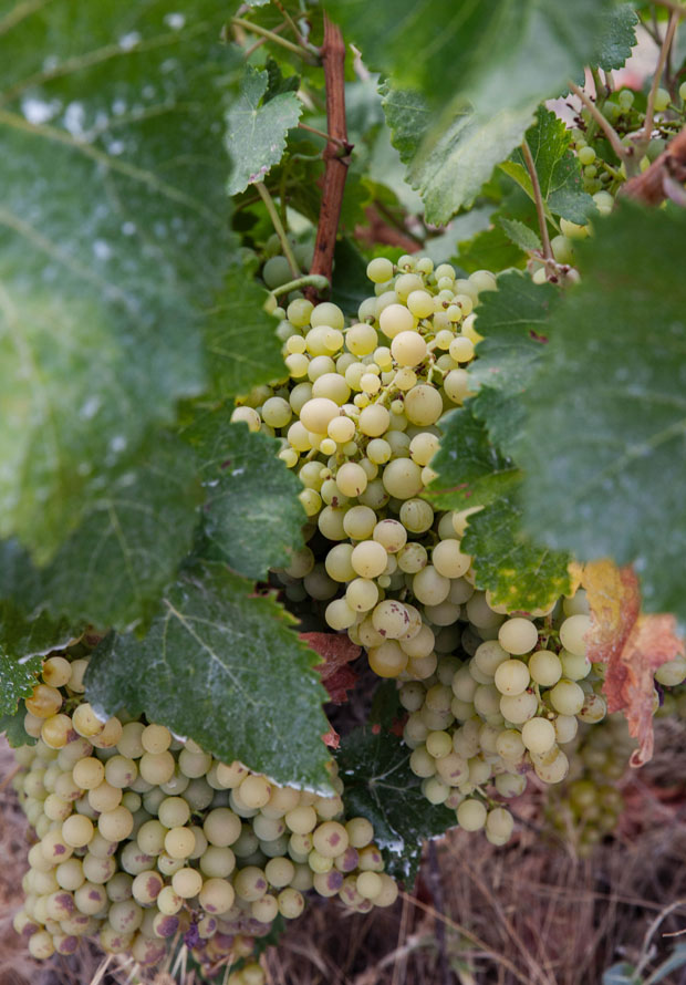 grape