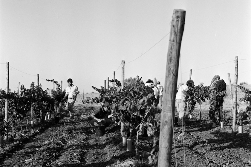 Vineyards