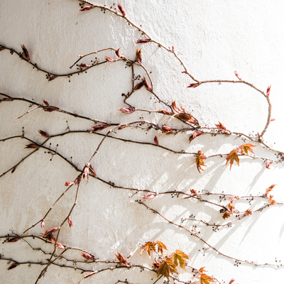 vines
