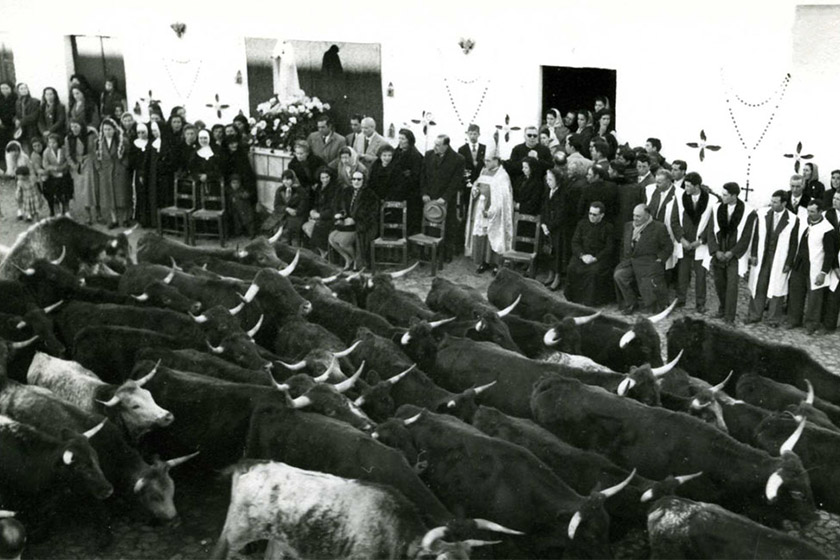 Cattle