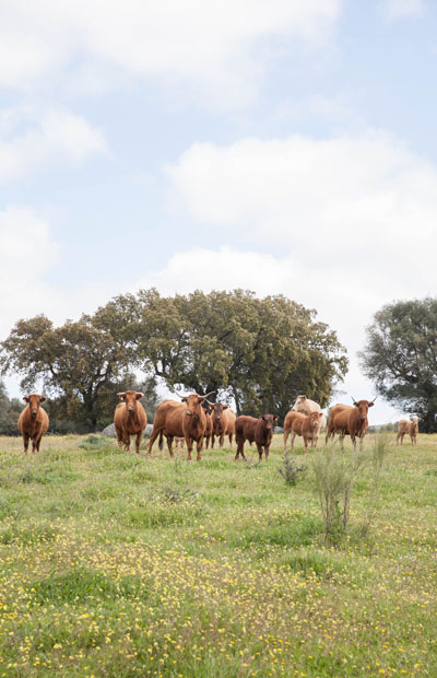 cows