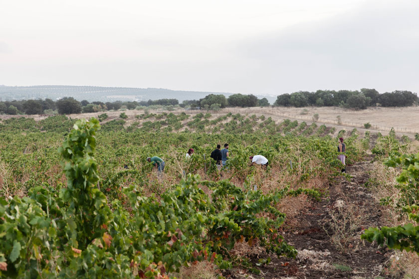 Grape Harvest and Wine