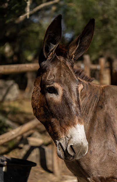 jeronimo