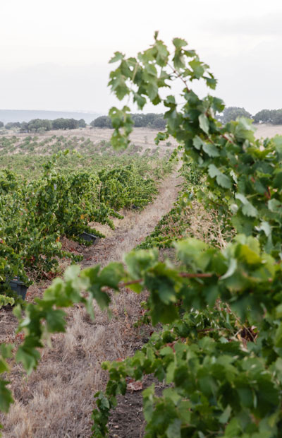 vines