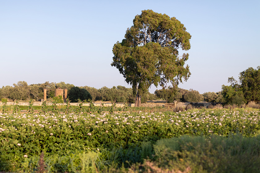 vegetable garden