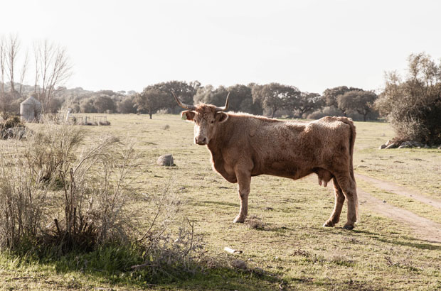 cow