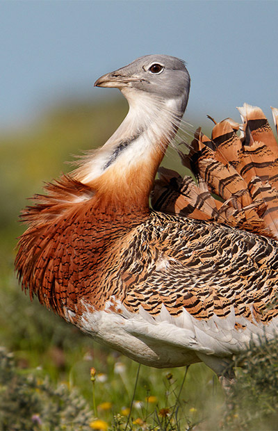The Great Bustard