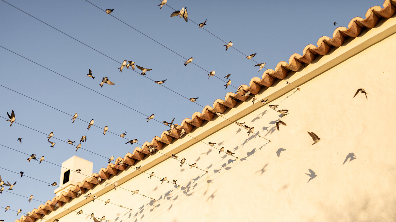 swallows