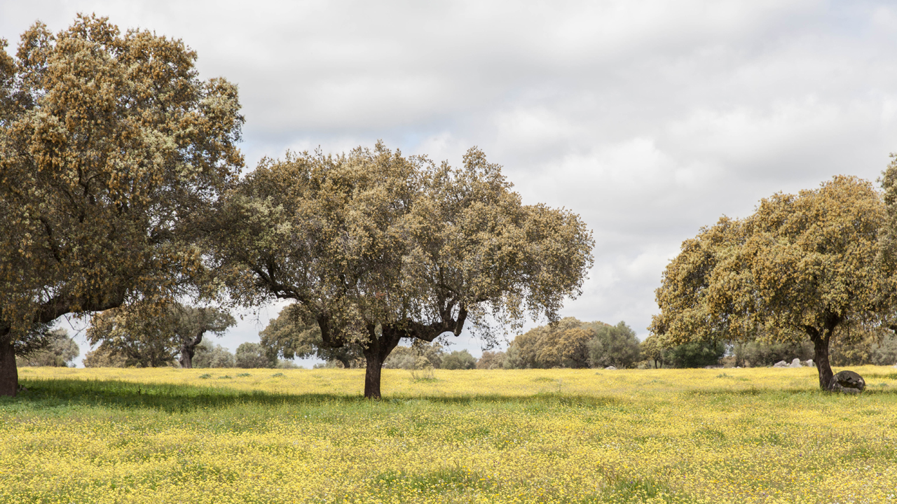 estate nature