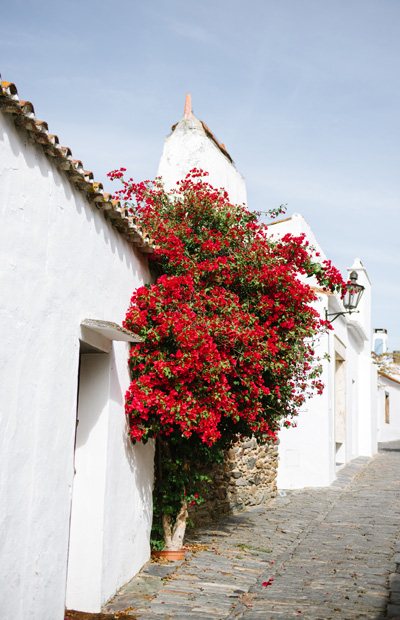 monsaraz red flowers